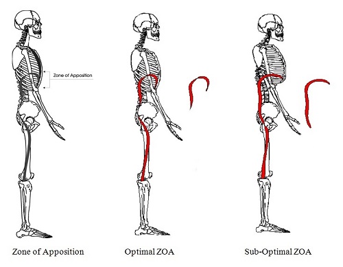 Zone-of-Apposition-ZOA-Postural-Restoration-Institute-PRI